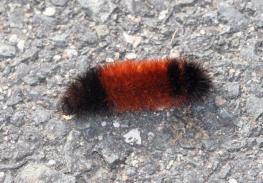 2015-wooly-worms